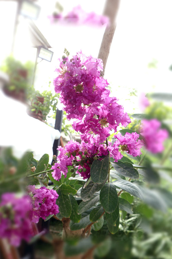 Crepe Myrtle (Outdoor Flowering Plant)