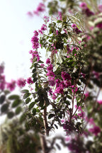 Crepe Myrtle (Outdoor Flowering Plant)
