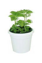 Cuban Oregano Potted Plant - Plectranthus Amboinicus