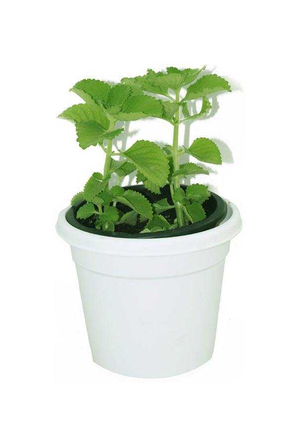 Cuban Oregano Potted Plant - Plectranthus Amboinicus