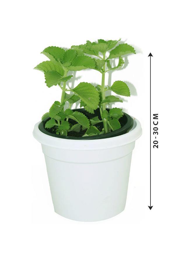 Cuban Oregano Potted Plant - Plectranthus Amboinicus
