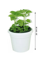 Cuban Oregano Potted Plant - Plectranthus Amboinicus