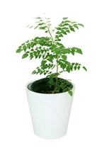 Curry Leaf Tree Potted Plant - Murraya Koenigii