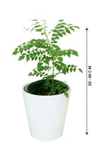 Curry Leaf Tree Potted Plant - Murraya Koenigii