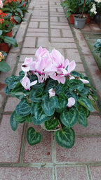 Cyclamen Swinebread – Outdoor Seasonal Flowering