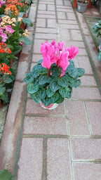 Cyclamen Swinebread – Outdoor Seasonal Flowering