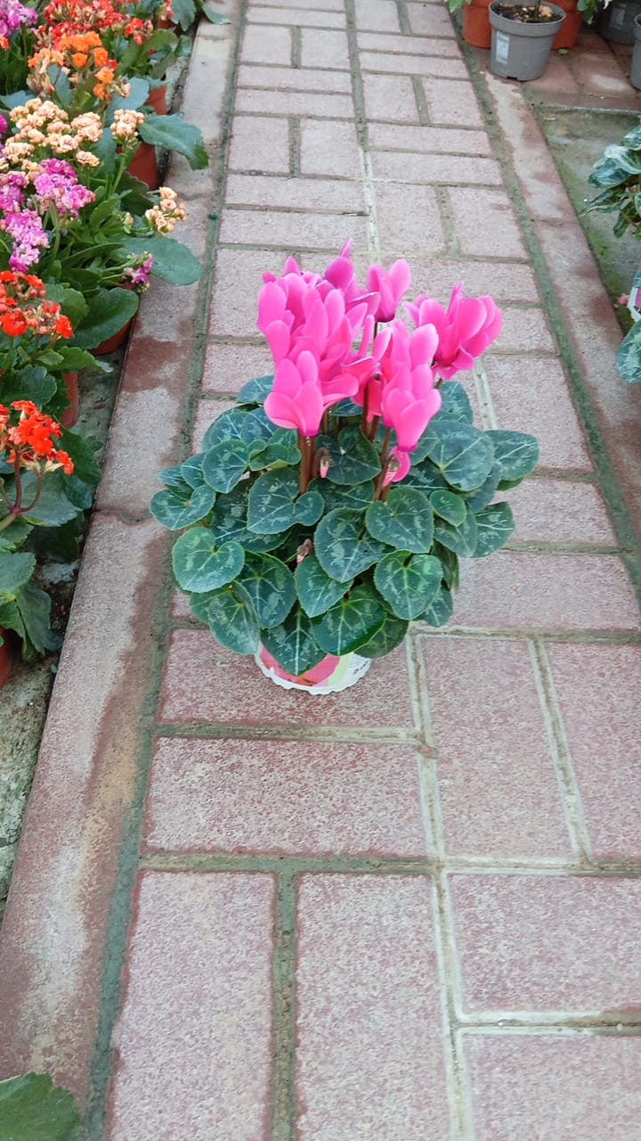 Cyclamen Swinebread – Outdoor Seasonal Flowering