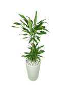 Dracaena Gold Coast Office Plant - Buy Indoor Plants Online at Plantsworld.ae