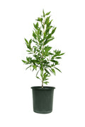 Buy Damas Tree – Conocarpus Lancifolius Online