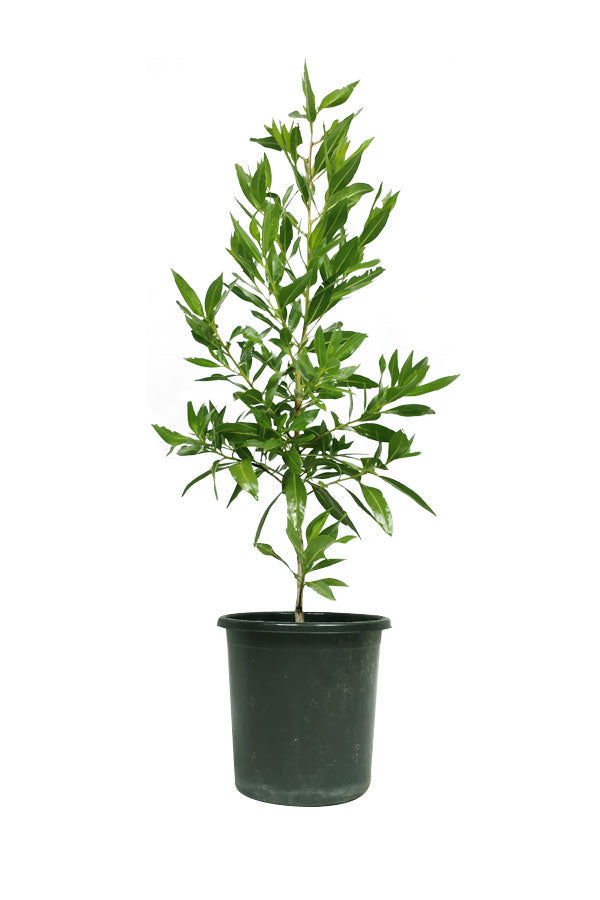 Buy Damas Tree – Conocarpus Lancifolius Online