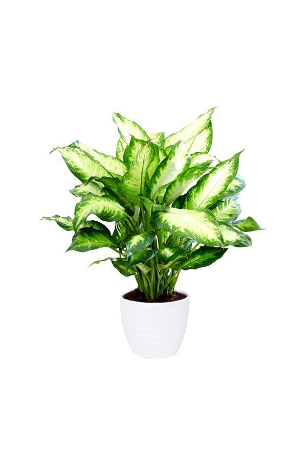 Dieffenbachia Seguine 'Camilla' - Dumb Cane