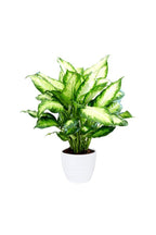 Dieffenbachia Seguine 'Camilla' - Dumb Cane