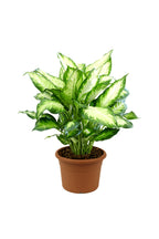 Dieffenbachia Seguine 'Camilla' - Dumb Cane