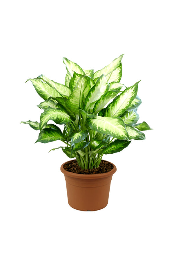 Dieffenbachia Seguine 'Camilla' - Dumb Cane