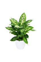 Dumb Cane Potted Plant - Dieffenbachia Seguine