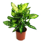 Dumb Cane Potted Plant - Dieffenbachia Seguine