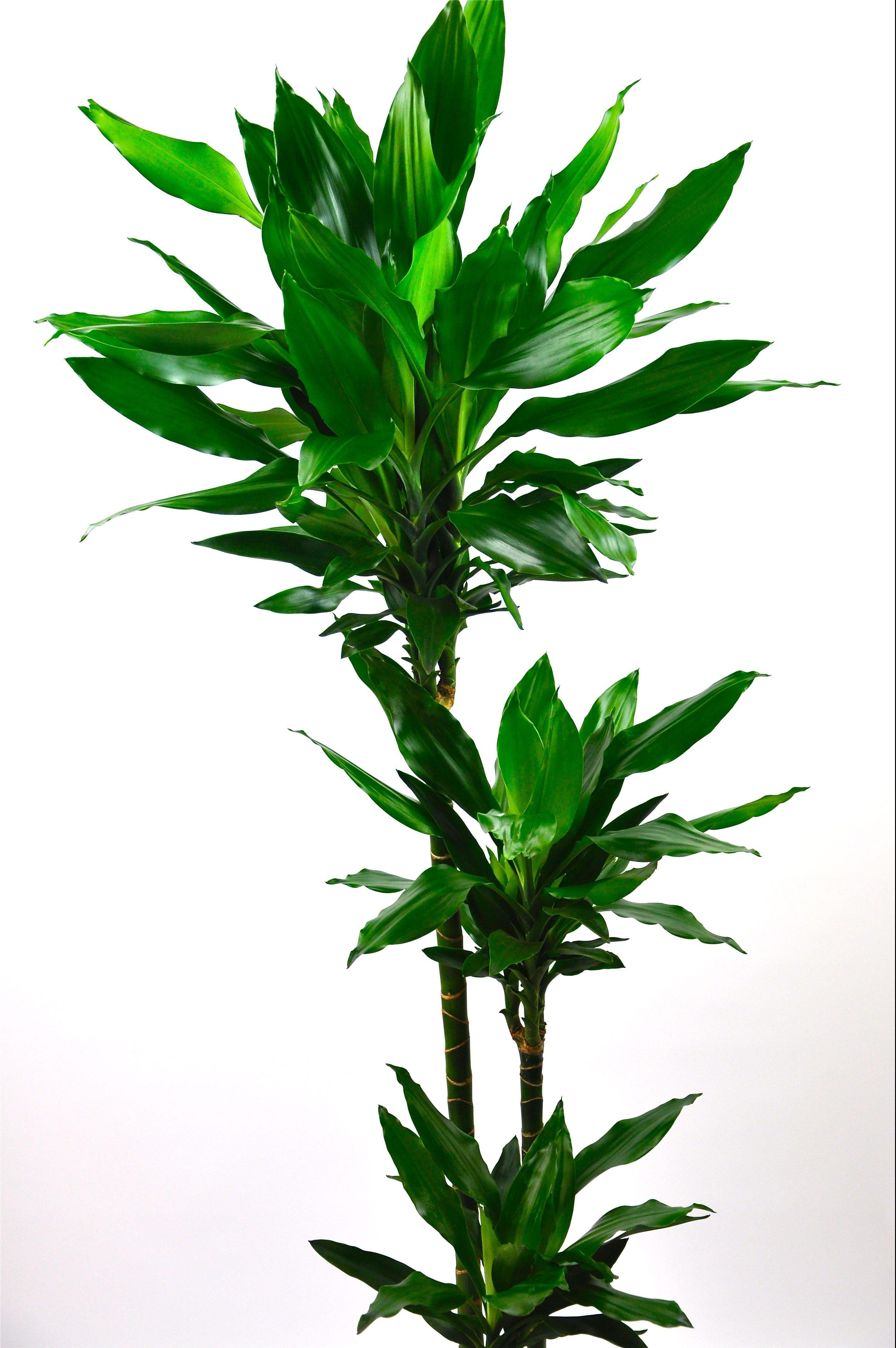 Dracaena Janet Craig Potted Plant - Low Light Indoor Plant