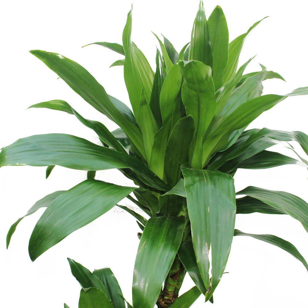 Dracaena Janet Craig Potted Plant - Low Light Indoor Plant