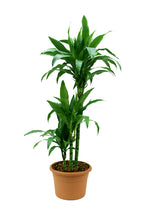 Dracaena Janet Craig Potted Plant - Low Light Indoor Plant