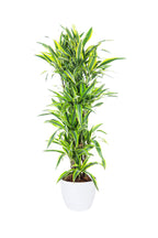 Dracaena Deremensis - Lemon Lime Evergreen Houseplant