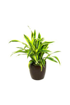 Lemon Lime Dracaena (Dracaena Deremensis)