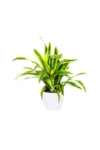 Lemon Lime Dracaena (Dracaena Deremensis)