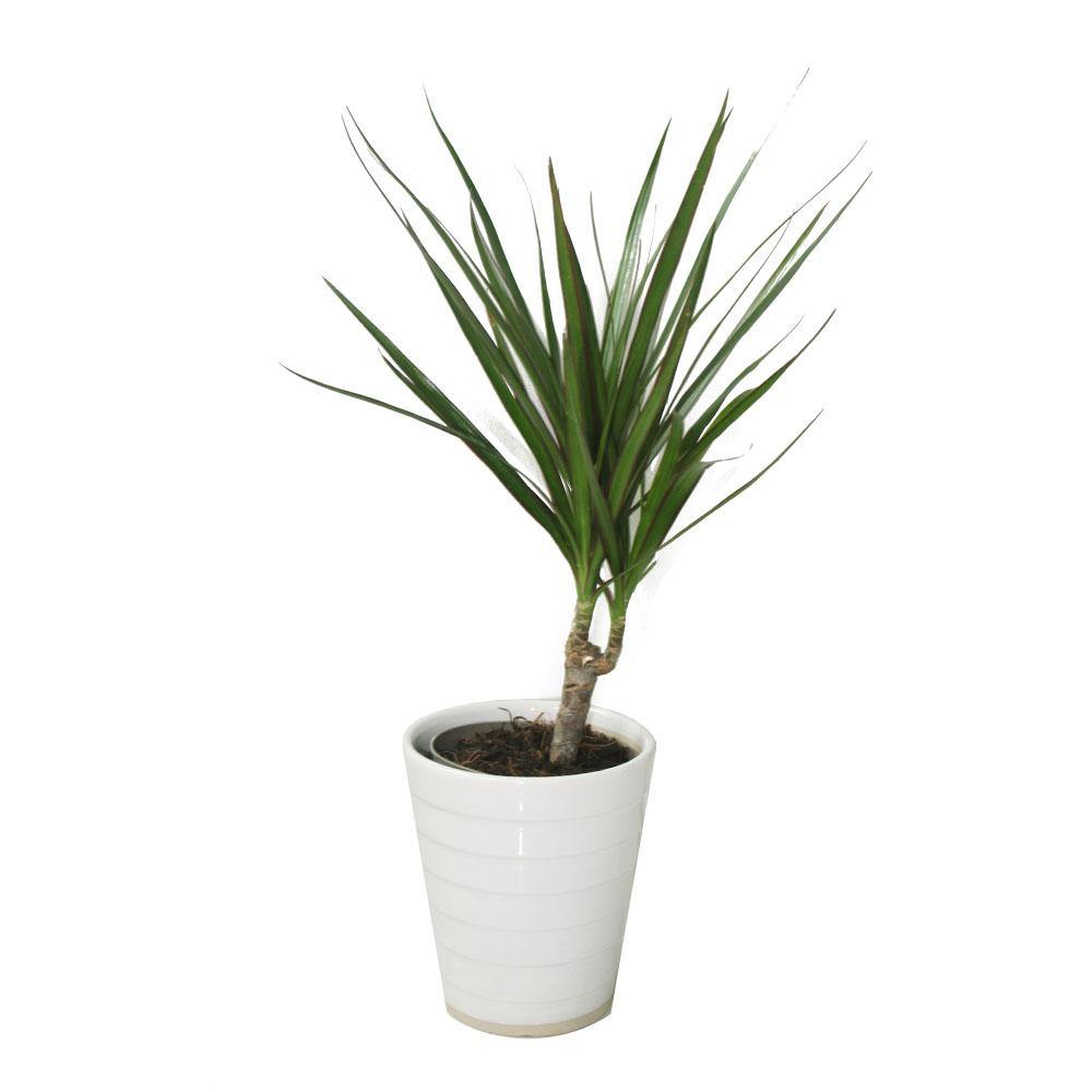 Dracaena Marginata - Madagascar Dragon Tree