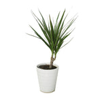 Dracaena Marginata - Madagascar Dragon Tree