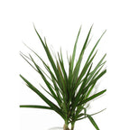 Dracaena Marginata - Madagascar Dragon Tree