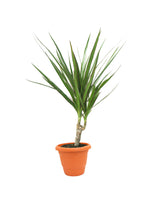 Dracaena Marginata - Madagascar Dragon Tree