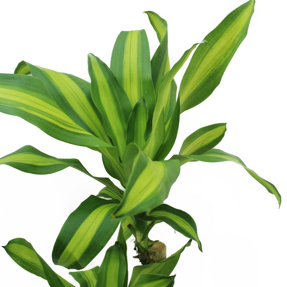 Dracaena Fragrans - Dracaena Massangeana