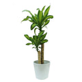 Dracaena Fragrans - Dracaena Massangeana