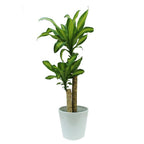 Dracaena Fragrans - Dracaena Massangeana