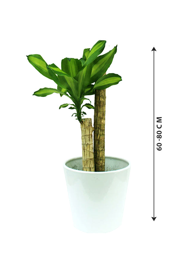 Dracaena Fragrans - Dracaena Massangeana
