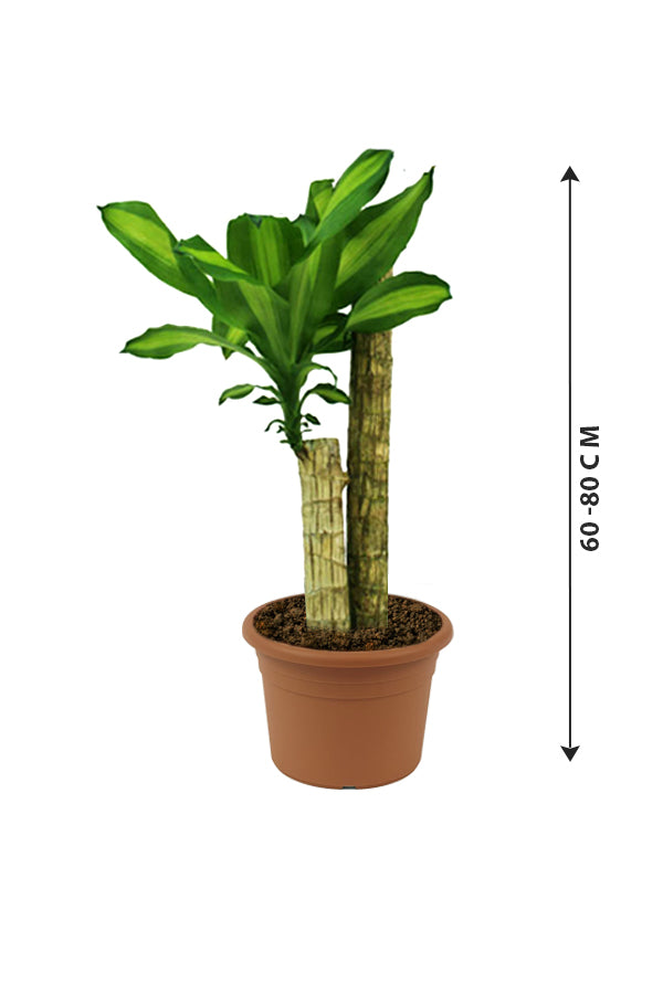 Dracaena Fragrans - Dracaena Massangeana