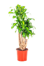 Dracaena Massangeana Branched(Holand) (Dracaena Fragrans)