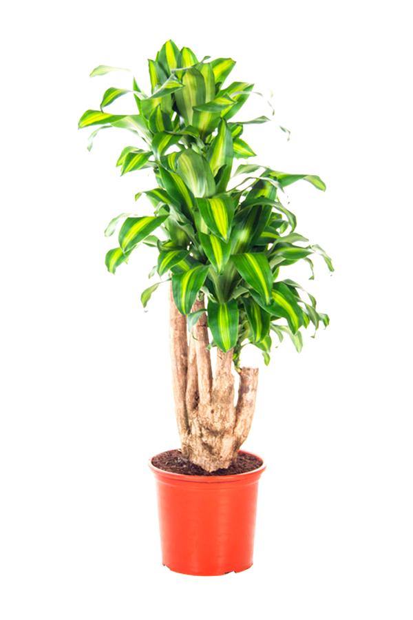 Dracaena Massangeana Branched(Holand) (Dracaena Fragrans)