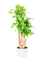 Dracaena Massangeana Branched(Holand) (Dracaena Fragrans)