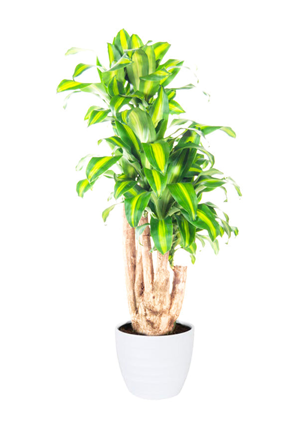 Dracaena Massangeana Branched(Holand) (Dracaena Fragrans)