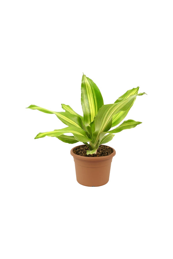 Buy Dracaena Massangeana Short Online - Dracaena Fragrans