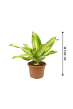 Buy Dracaena Massangeana Short Online - Dracaena Fragrans