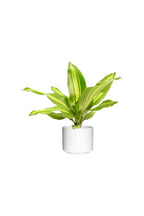 Buy Dracaena Massangeana Short Online - Dracaena Fragrans