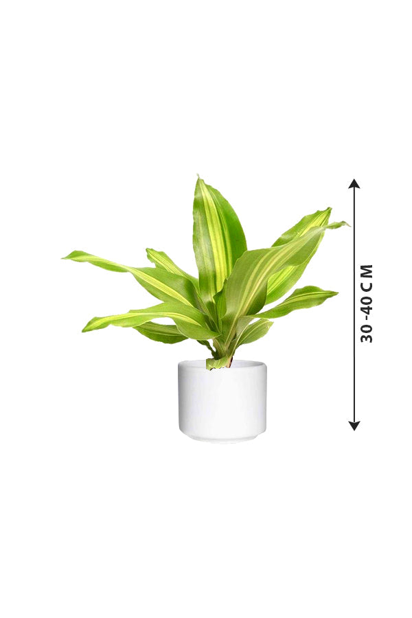 Buy Dracaena Massangeana Short Online - Dracaena Fragrans
