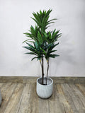 140cm Faux Dracaena Reflexa – Sleek Modern Greenery