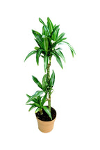 Dracaena Warneckii - Striped Dracaenas - Plantsworld.ae