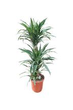 Buy Dracaena Warneckii Online - Striped Dracaenas