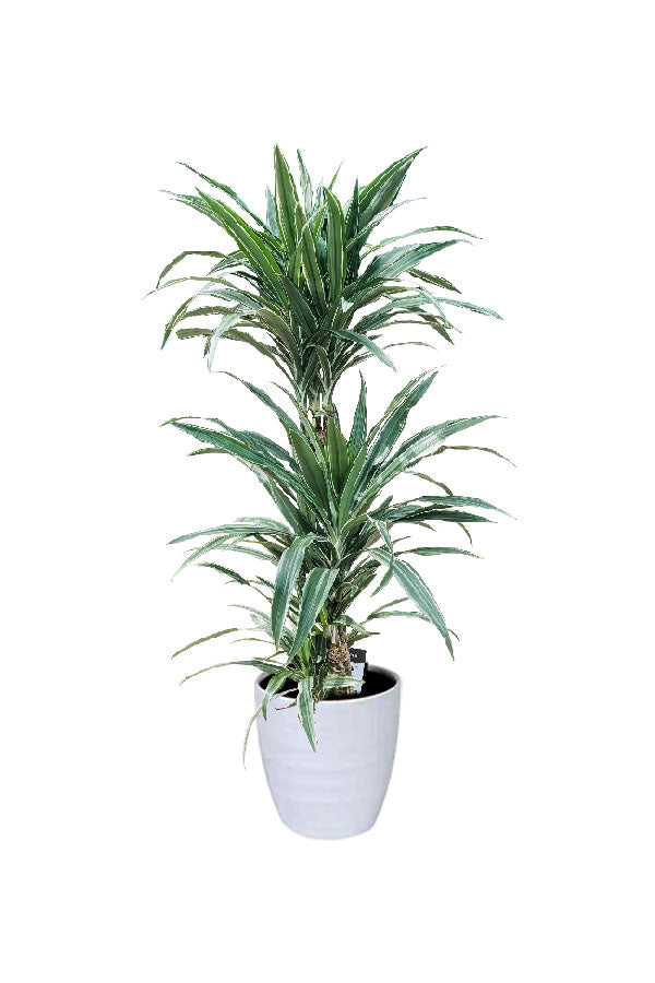 Buy Dracaena Warneckii Online - Striped Dracaenas