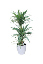 Buy Dracaena Warneckii Online - Striped Dracaenas