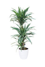 Buy Dracaena Warneckii Online - Striped Dracaenas