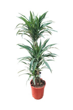 Buy Dracaena Warneckii Online - Striped Dracaenas